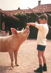 Bambino con maiale