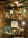 Foto mostra