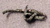 Fibula